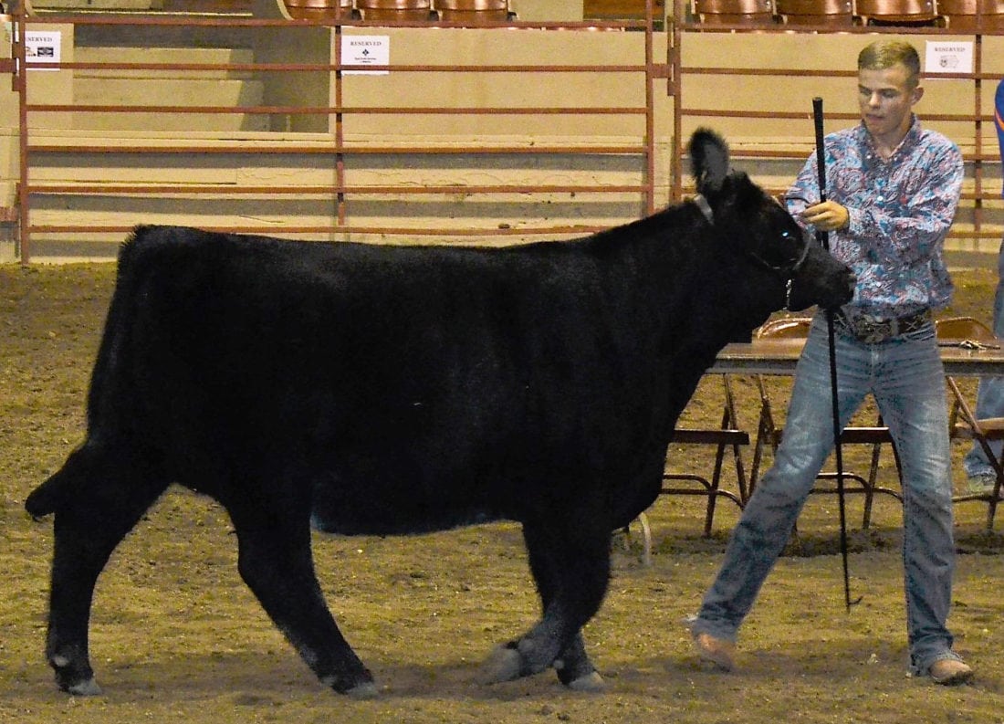 Cattle show to bring life and livestock to Marshalltown News, Sports